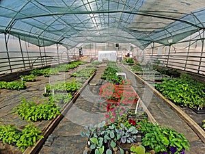 Plants and flowers in the greenhouse with a mesh on the ceiling