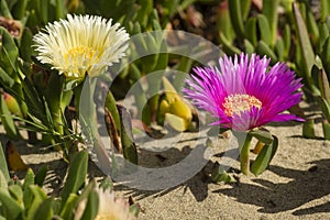 Plants and flowers of Hottentot fig on sand beach in Italy.