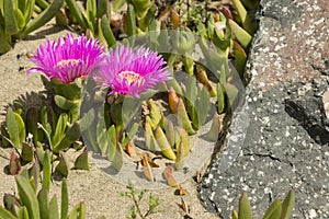 Plants and flowers of Hottentot fig on sand beach in Italy.