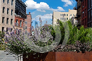 Plants and Flowers in the Meatpacking District of New York City during the Summer