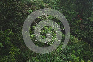 Plants and flowers on Mingyue Mountain, Jiangxi, China