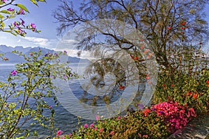 Plants and flowers next to Geneva Leman lake at Montreux, Switzerland