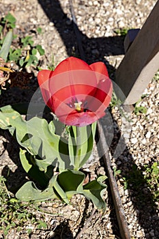 Plants and flowers. Plants of an urban garden in the city of Madrid, in Spain. Spring concept.