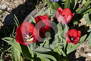 Plants and flowers. Plants of an urban garden in the city of Madrid, in Spain. Spring concept.