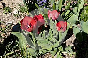 Plants and flowers. Plants of an urban garden in the city of Madrid, in Spain. Spring concept.