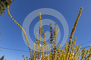 Plants and flowers. Plants of an urban garden in the city of Madrid, in Spain. Spring concept.