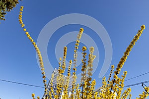 Plants and flowers. Plants of an urban garden in the city of Madrid, in Spain. Spring concept.