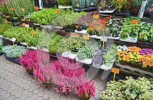 Plants and flowers in pots on sale at the market in Zagreb