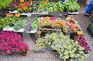 Plants and flowers in pots on sale at the market in Zagreb