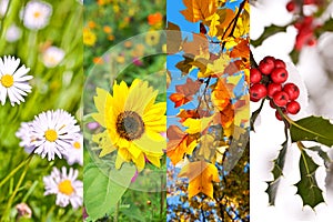 Plants and flowers in spring, summer, autumn, winter, photo collage, four seasons concept photo