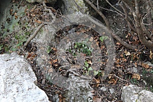 Plants and flowers in spring, Yalta, Crimea