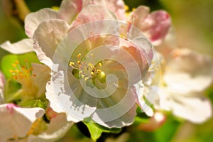 Plants in focus, closeup of pollen