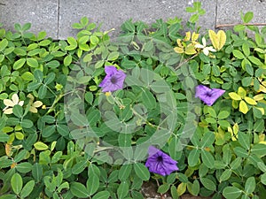 plants in front of the house with purple and yellow flowers