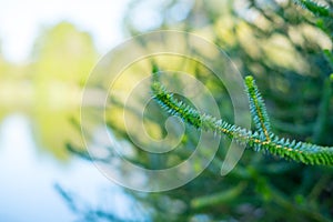 Plants in front of Stow Lake in Golden Gate Park