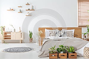 Plants in front of wooden bed in white bedroom interior with rug near cupboard. Real photo