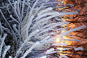 Plants frost sunset