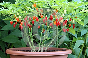 Plants and fruit chilli peppers in a flower pot