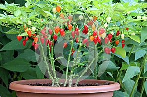 Plants and fruit chilli peppers in a flower pot photo