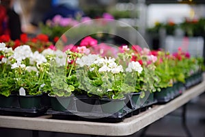 Plants in garden center or street market. Sale of varietal seedlings of flowers in pots. Sprouts of geranium. Red, pink and white