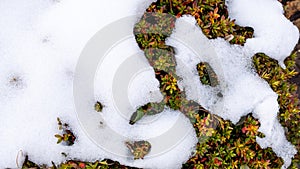 Plants in garden covered with snow