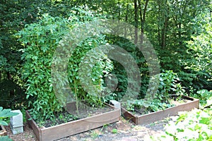 Plants in a garden in raised planter beds