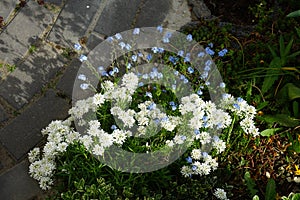 White flowers of Iberis sempervirens and blue flowers of Myosotis palustris in the garden in spring. Berlin, Germany