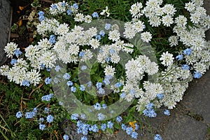 White flowers of Iberis sempervirens and blue flowers of Myosotis palustris in the garden in spring. Berlin, Germany