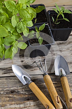 Plants with gardening tools