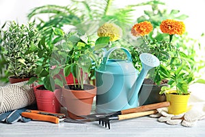 Plants and gardening tools