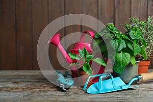 Plants and gardening tools on table