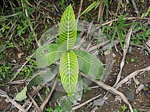 Plants of the genus Marantaceae, Mindo, Ecuador