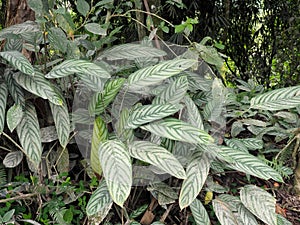 Plants of the genus Marantaceae, Mindo, Ecuador