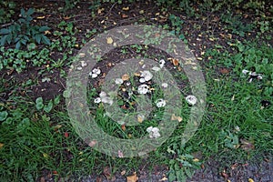 Agaricus bitorquis grows in September. Berlin, Germany photo