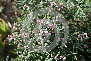 Andromeda polifolia \'Blue Ice\' blooms pink in spring in the garden. Berlin, Germany photo