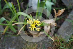 Ants on yellow flowers of Allium moly in the garden in June. Berlin, Germany