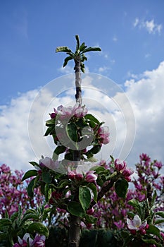 Blooming columnar apple tree, Malus Ballerina 'Waltz', in spring. Berlin, Germany