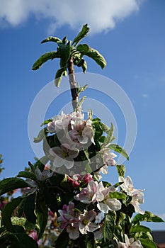 Blooming columnar apple tree, Malus Ballerina 'Waltz', in spring. Berlin, Germany