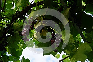 Blue grapes Vitis vinifera 'Regent' and red grapes Vitis vinifera 'Einset seedless' ripened in September.