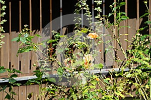 Climbing rose, Rosa 'Blawatek' blooms with yellow-pink flowers in August. Berlin, Germany