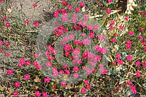 Dianthus deltoides blooms with pink-red flowers in the garden in June. Berlin, Germany