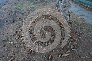 Fir cones and needles are gathered in a pile under a tree in winter. Berlin, Germany