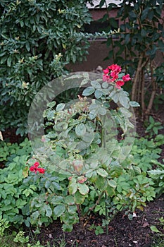 Floribunda rose, Rosa 'Colossal Meidiland' blooms with red-pink flowers in September. Berlin, Germany