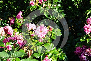 Ground cover rose, Rosa 'Palmengarten Frankfurt', blooms with dark pink flowers in July in the park. Berlin, Germany