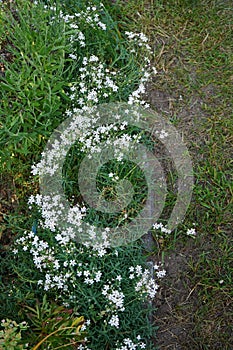 Gypsophila repens blooms with white flowers in the garden. Berlin, Germany