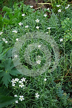 Gypsophila repens blooms with white flowers in the garden. Berlin, Germany