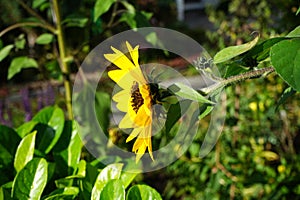 Helianthus annuus, sunflower, blooms in autumn. Berlin, Germany