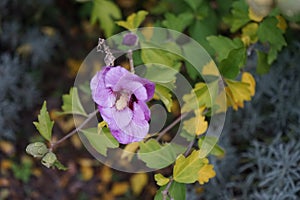 Hibiscus syriacus 'Souvenir de Charles Breton' blooms with pink-purple flowers with red veins in September.