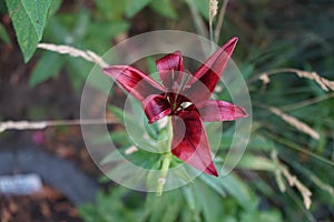 Asiático negro afuera flores en jardín en junio. berlina alemania 