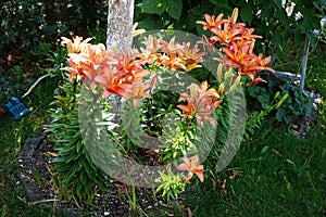 Asiático para siempre flores a florecer en junio en jardín. berlina alemania 