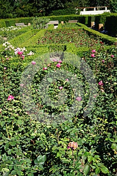 Rose 'Acapella' blooms with pink-white flowers in July in the park. Berlin, Germany